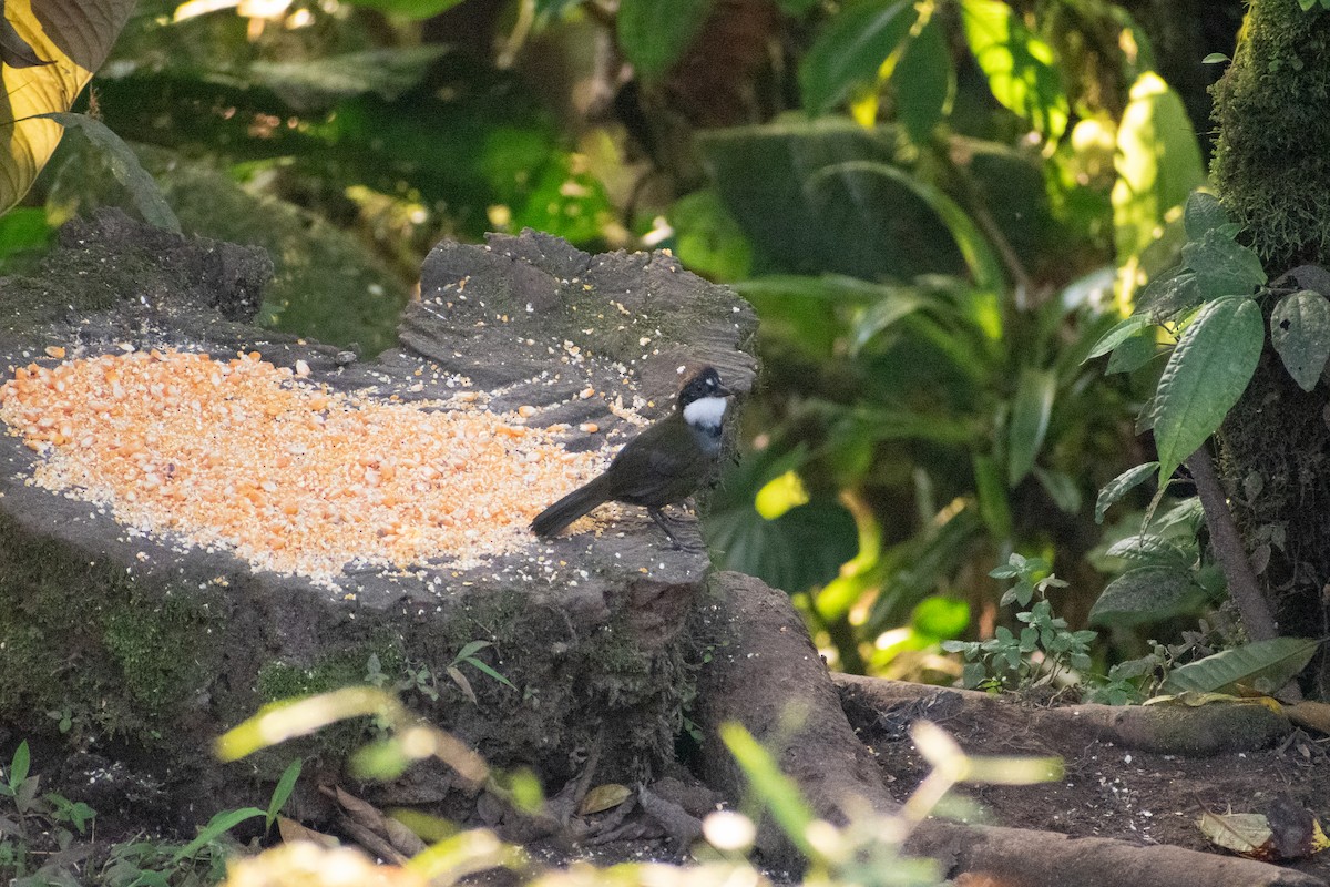 Chestnut-capped Brushfinch - ML647265769