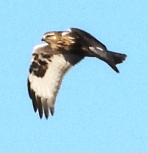 Rough-legged Hawk - ML647265770