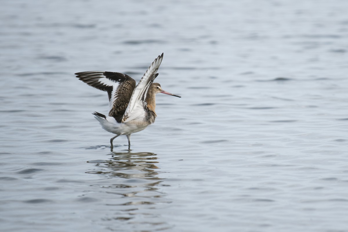 オグロシギ - ML647265774