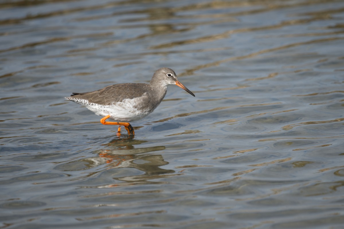 アカアシシギ - ML647265779