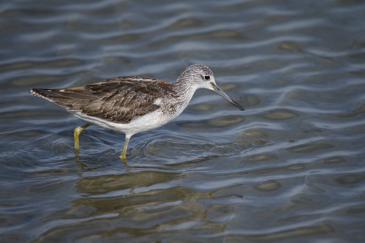 アオアシシギ - ML647265780