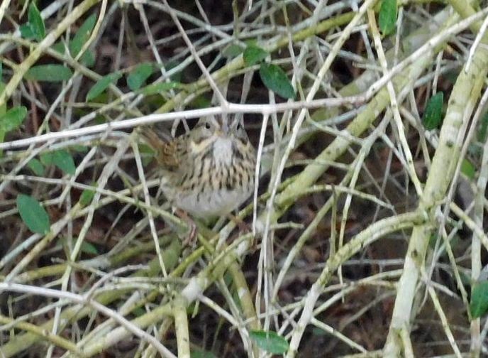 Lincoln's Sparrow - ML647265781