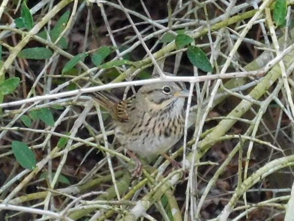 Lincoln's Sparrow - ML647265782