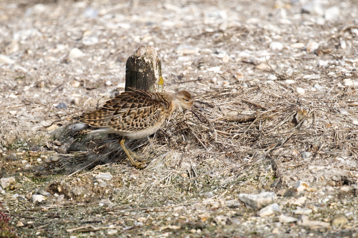 エリマキシギ - ML647265786