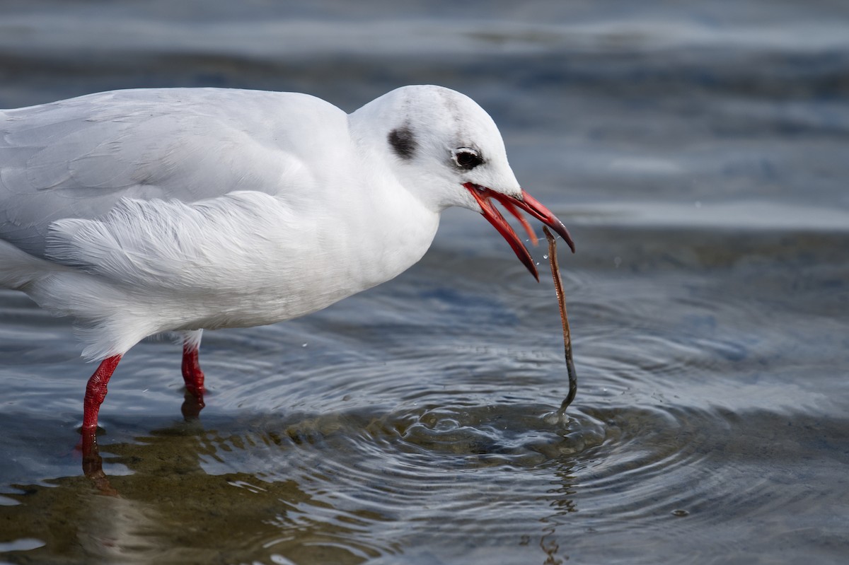 ユリカモメ - ML647265789