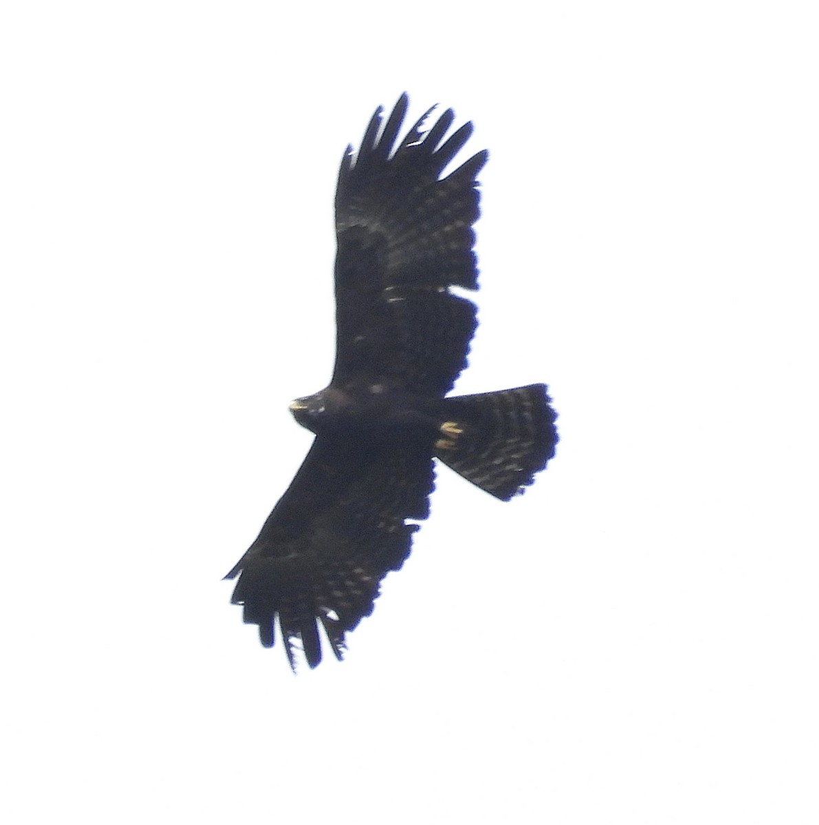 Black Eagle - ML647265796