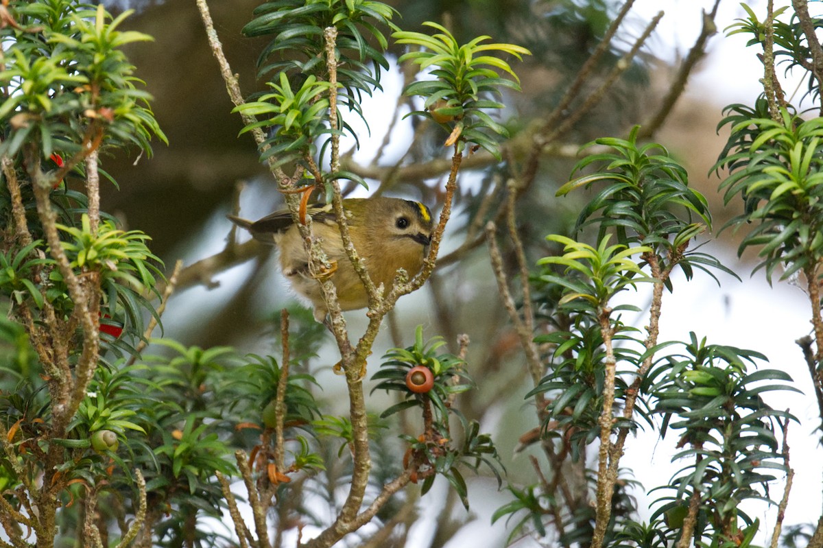 キクイタダキ - ML647265798