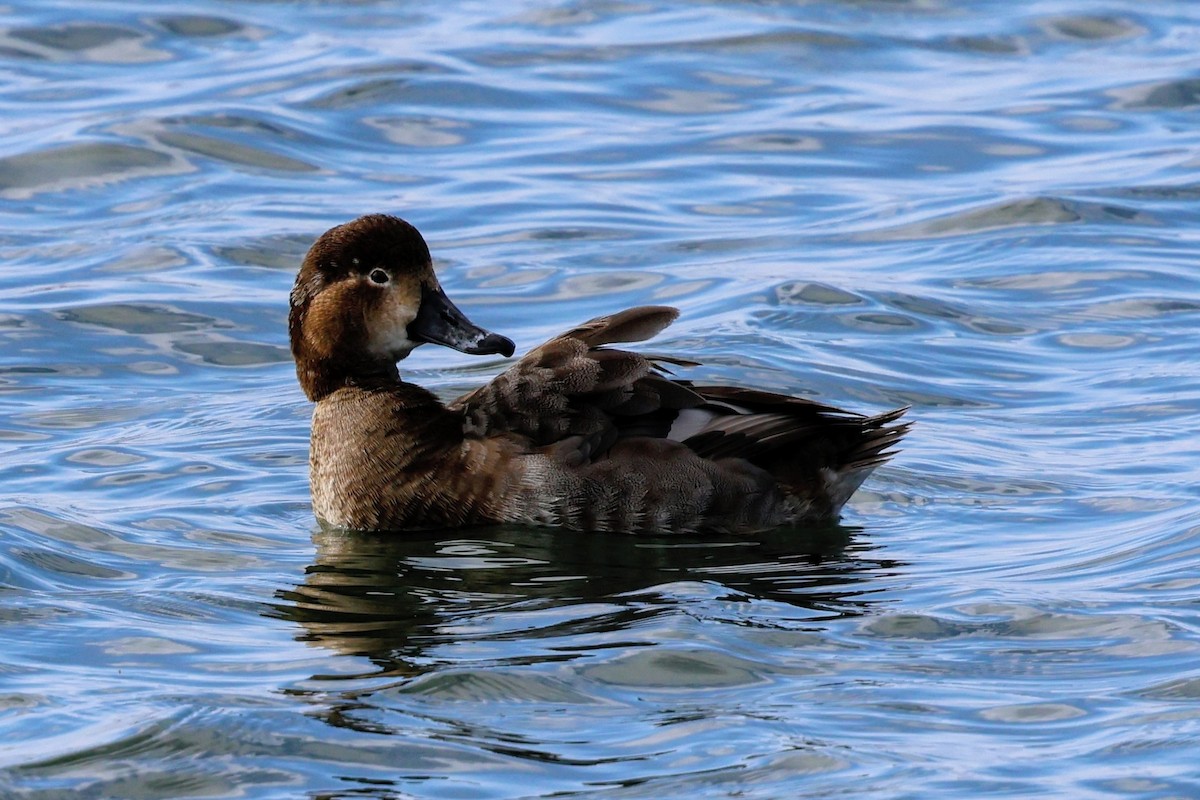 Redhead - ML647265799