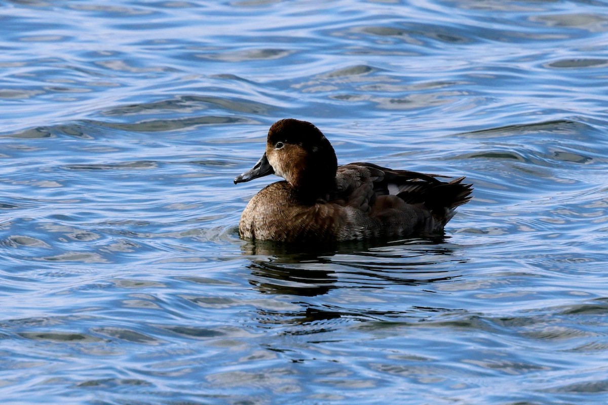 Redhead - ML647265800
