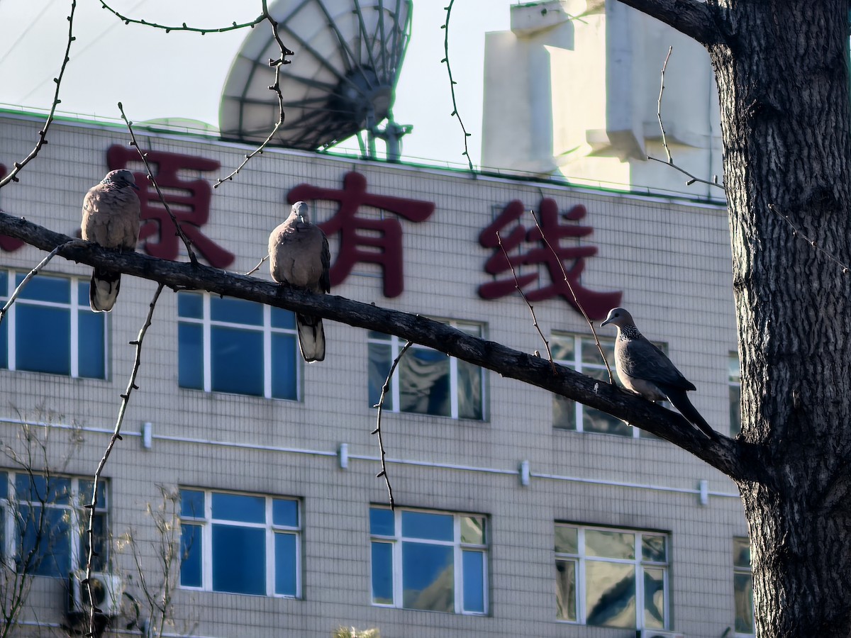 Spotted Dove - ML647265801