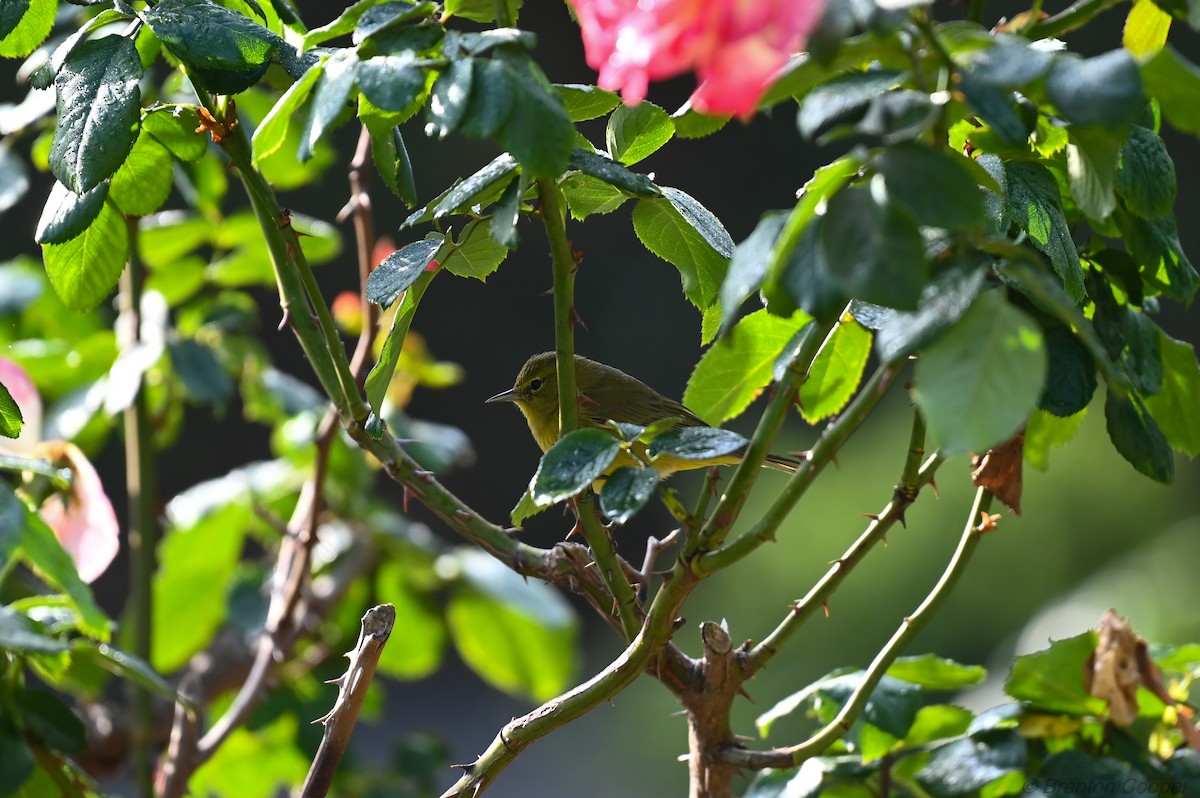 Orange-crowned Warbler - ML647265803
