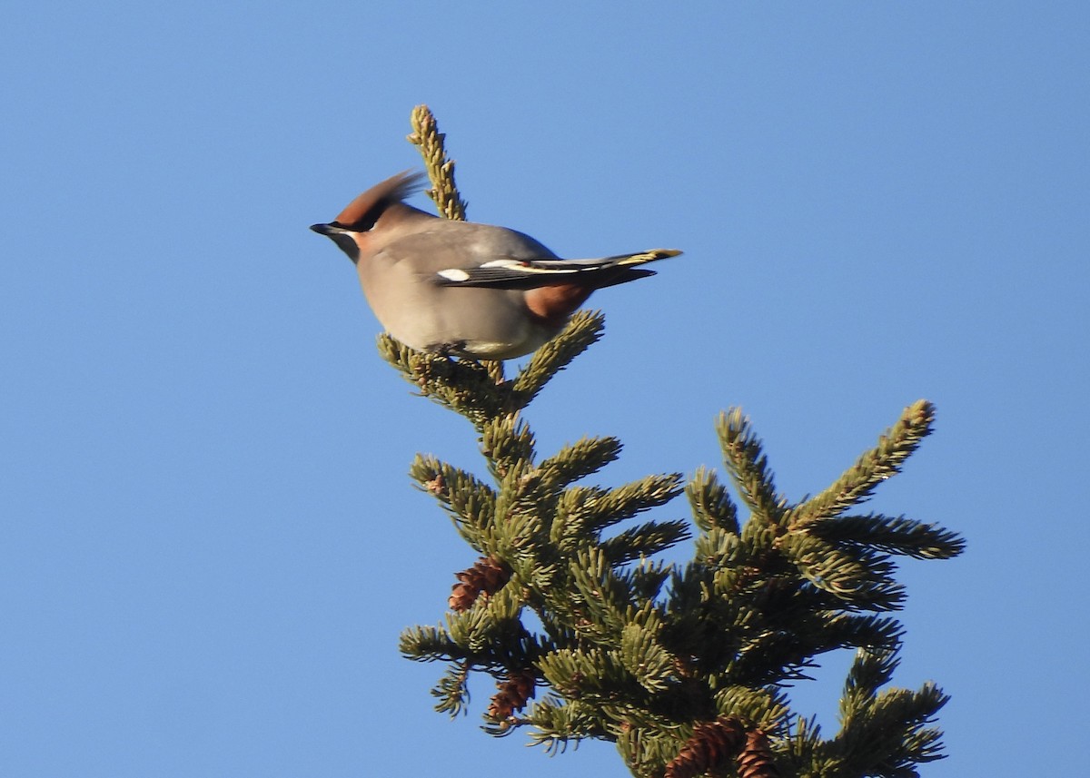 Seidenschwanz - ML647265805