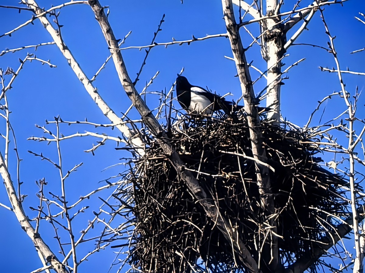 Oriental Magpie - ML647265807