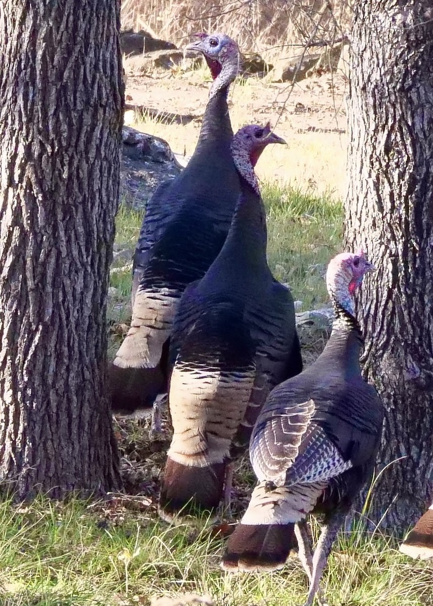 Wild Turkey - ML647265817