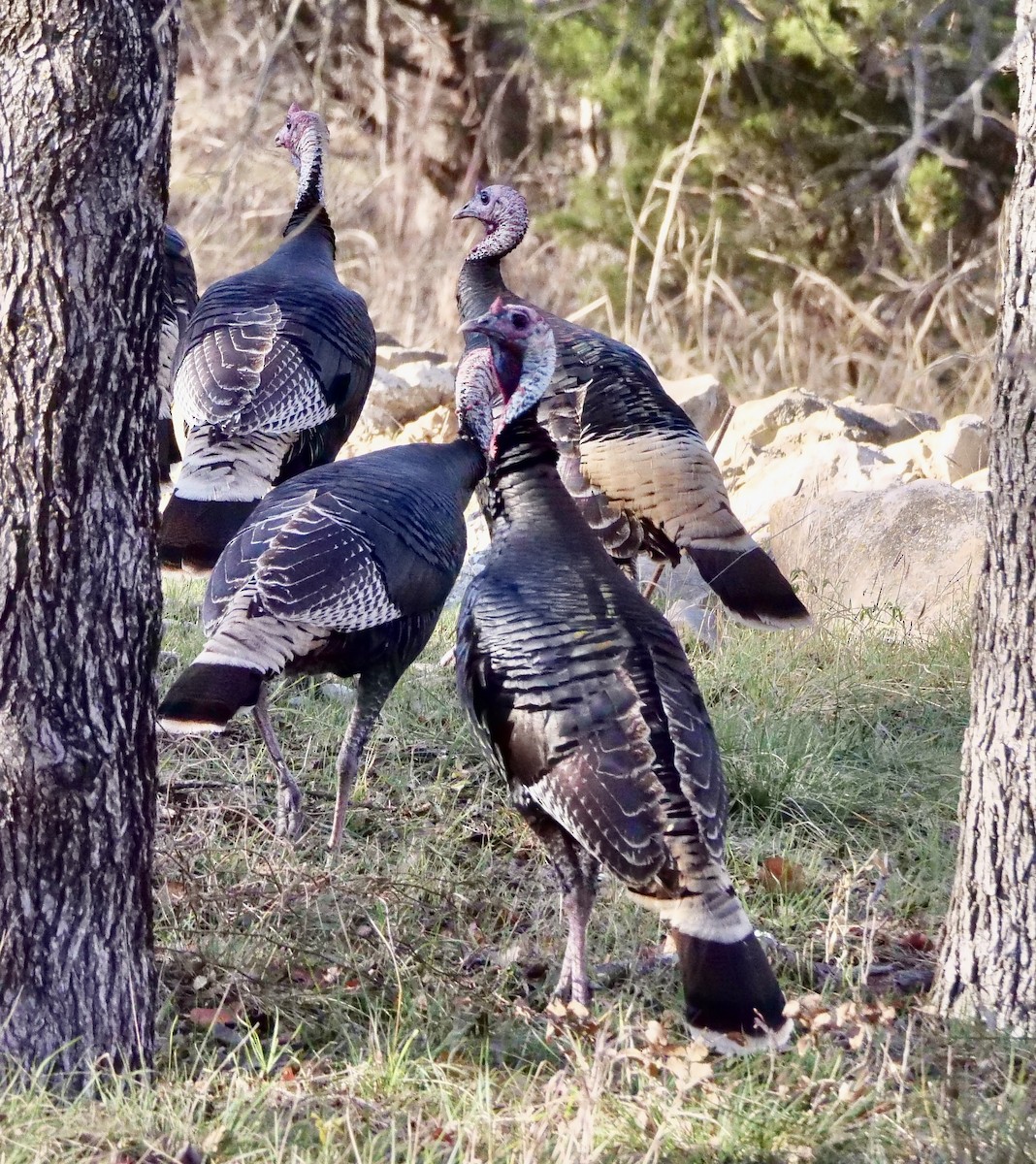 Wild Turkey - ML647265818
