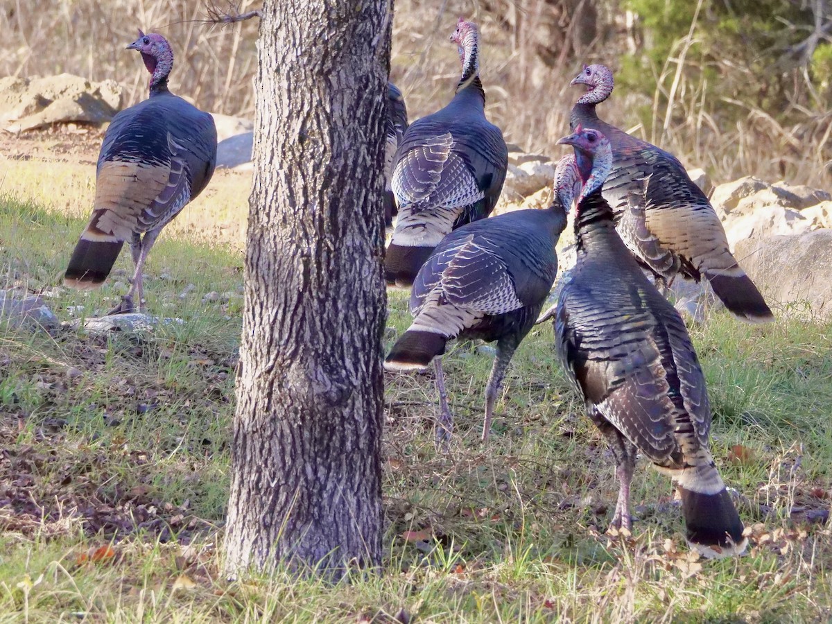 Wild Turkey - ML647265819