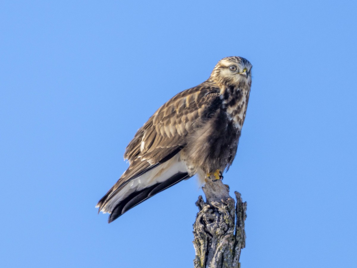 Rough-legged Hawk - ML647265823