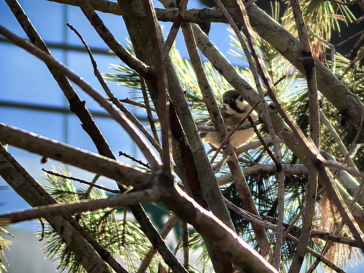 Cincia mora - ML647265824