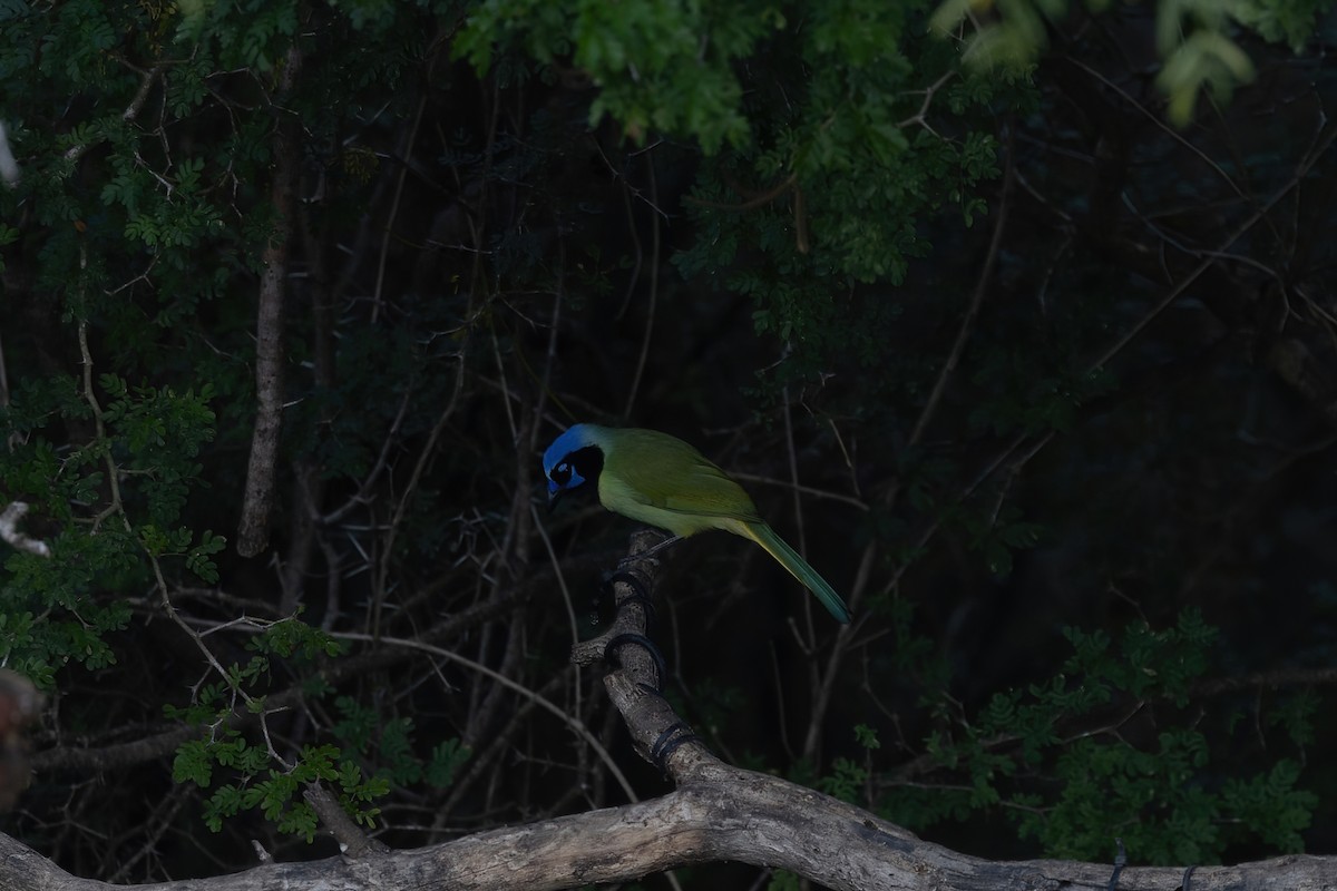 Перуанская сойка - ML647265836