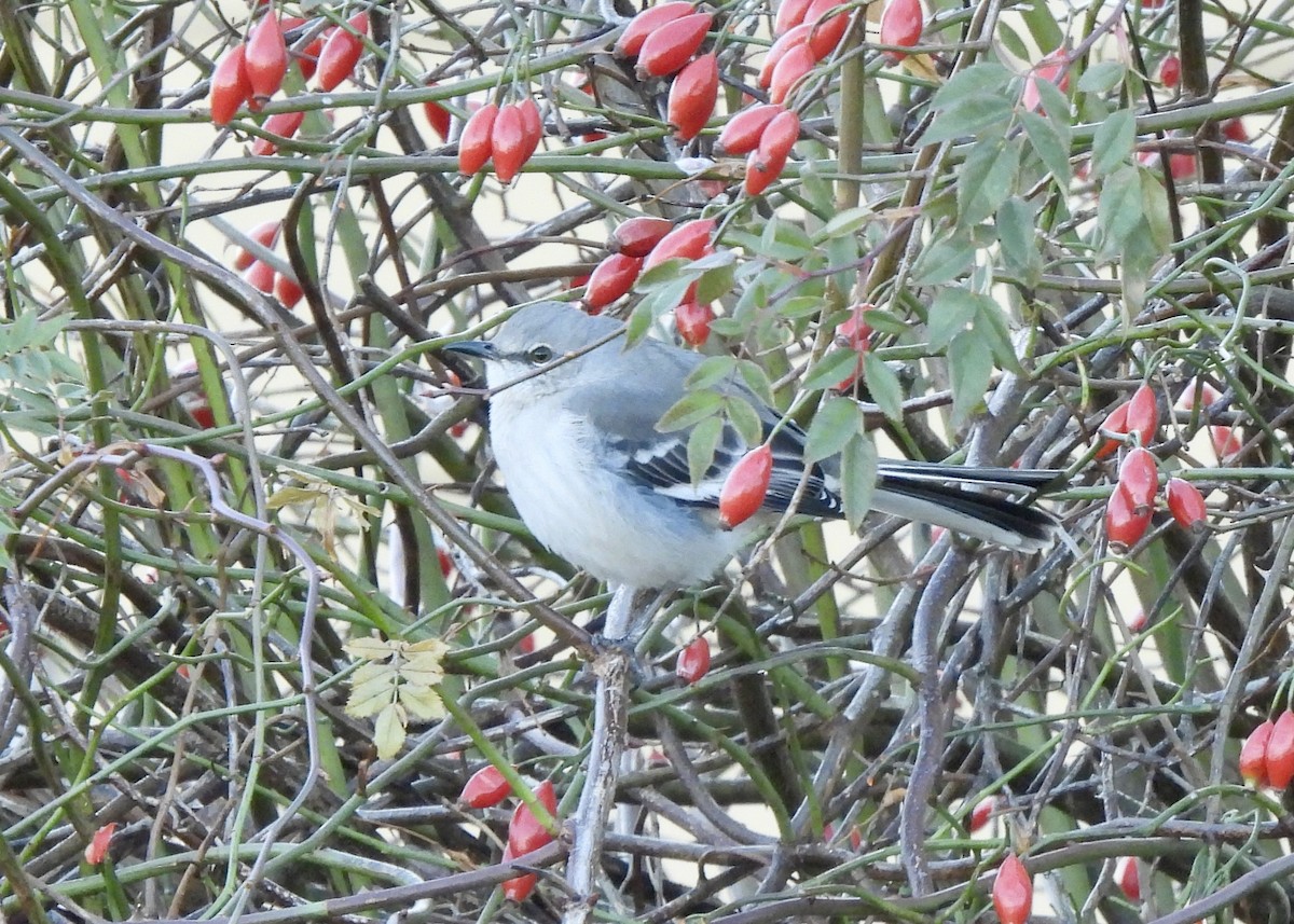 Northern Mockingbird - ML647265849