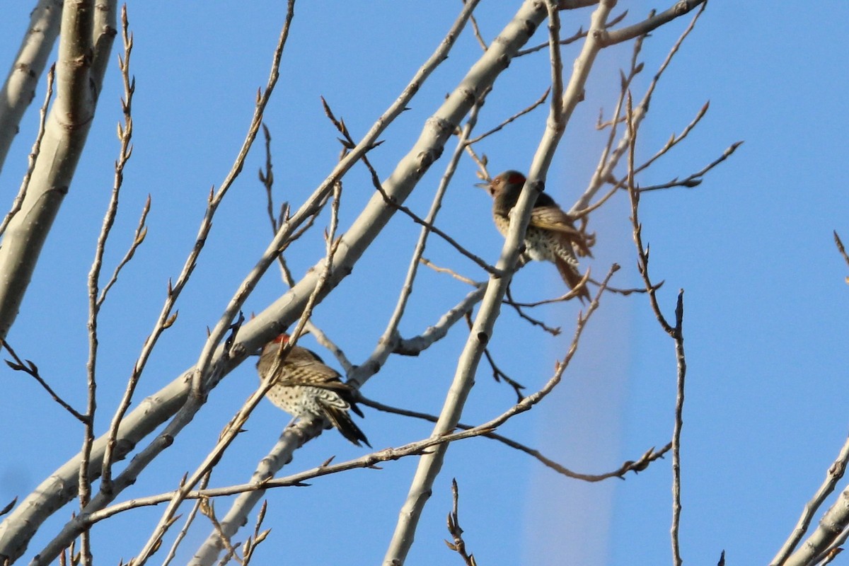 Northern Flicker (Yellow-shafted) - ML647265859
