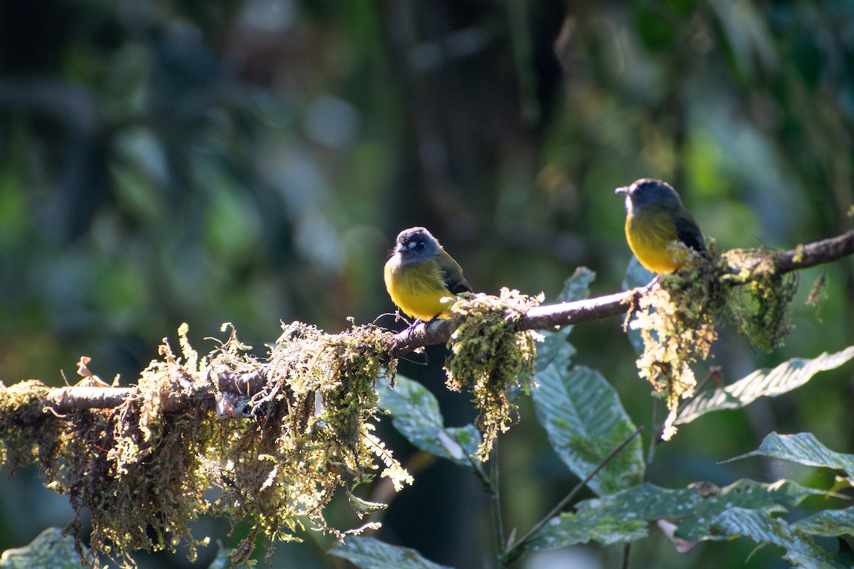 Ornate Flycatcher (Western) - ML647265860