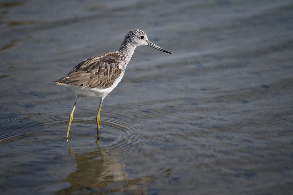 アオアシシギ - ML647265867