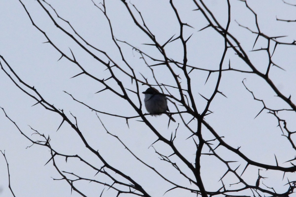 Loggerhead Shrike - ML647265871