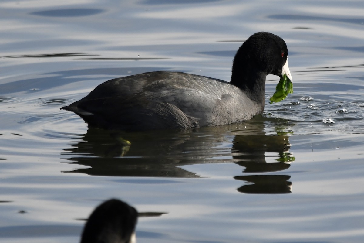 Focha Americana (Frentirroja) - ML647265881