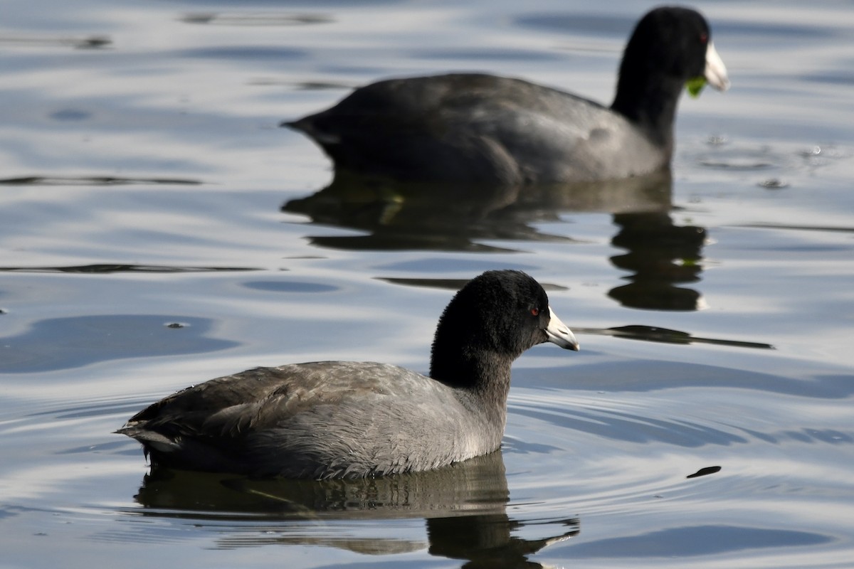 Focha Americana (Frentirroja) - ML647265882