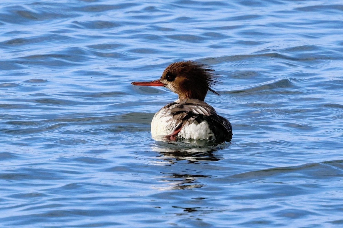 Serreta Mediana - ML647265887