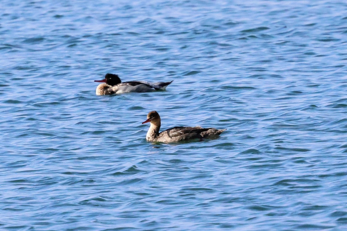 Serreta Mediana - ML647265888