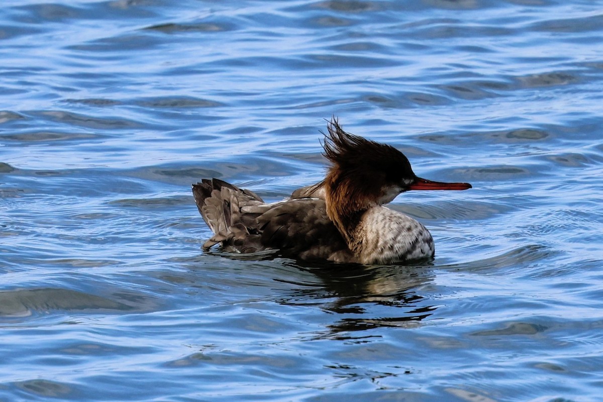 Serreta Mediana - ML647265889