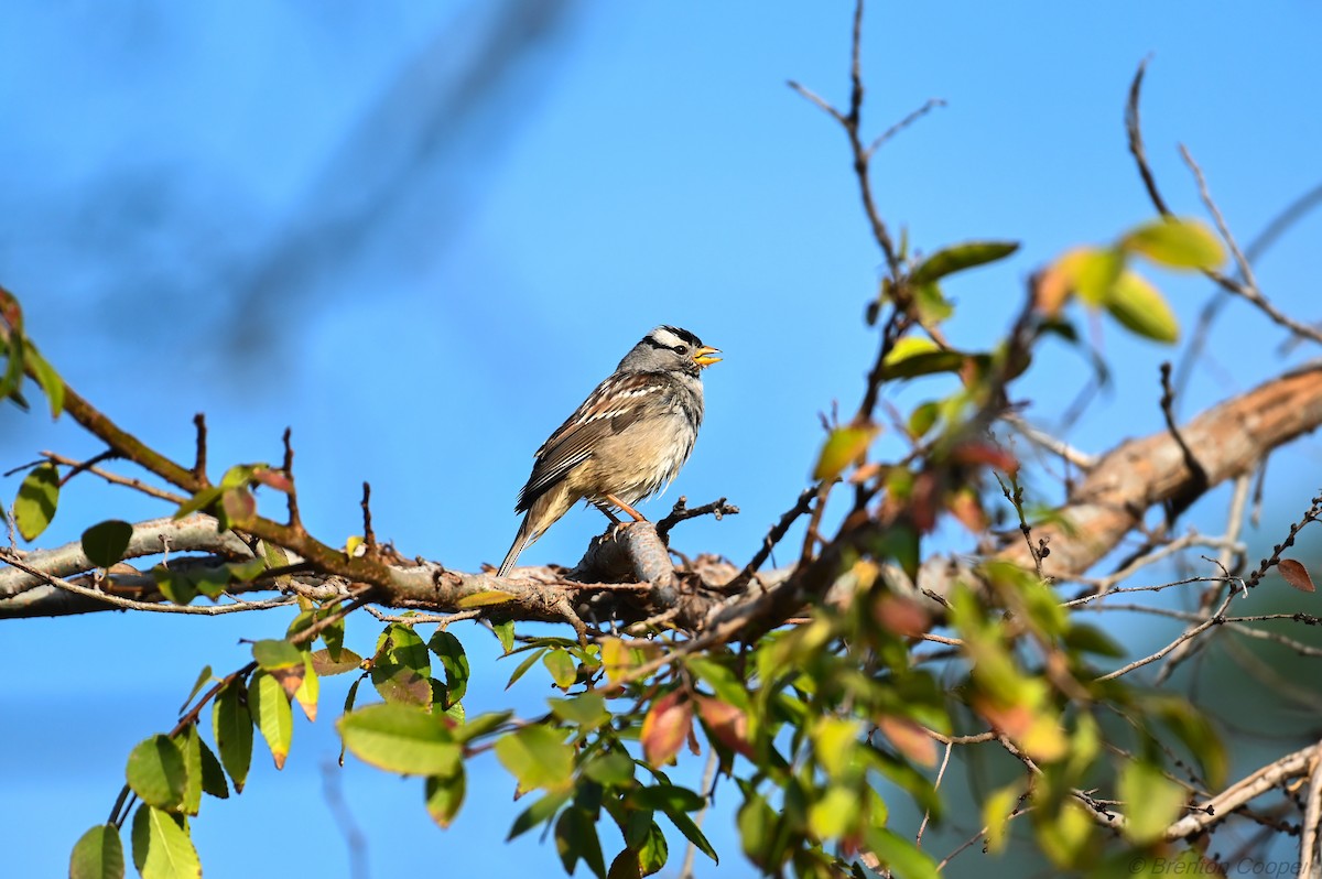 White-crowned Sparrow - ML647265890