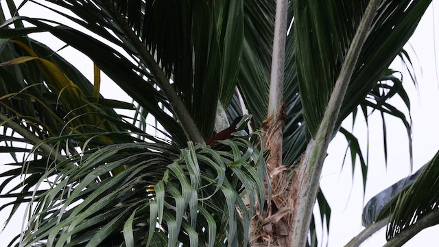 Montezuma Oropendola - ML647265892
