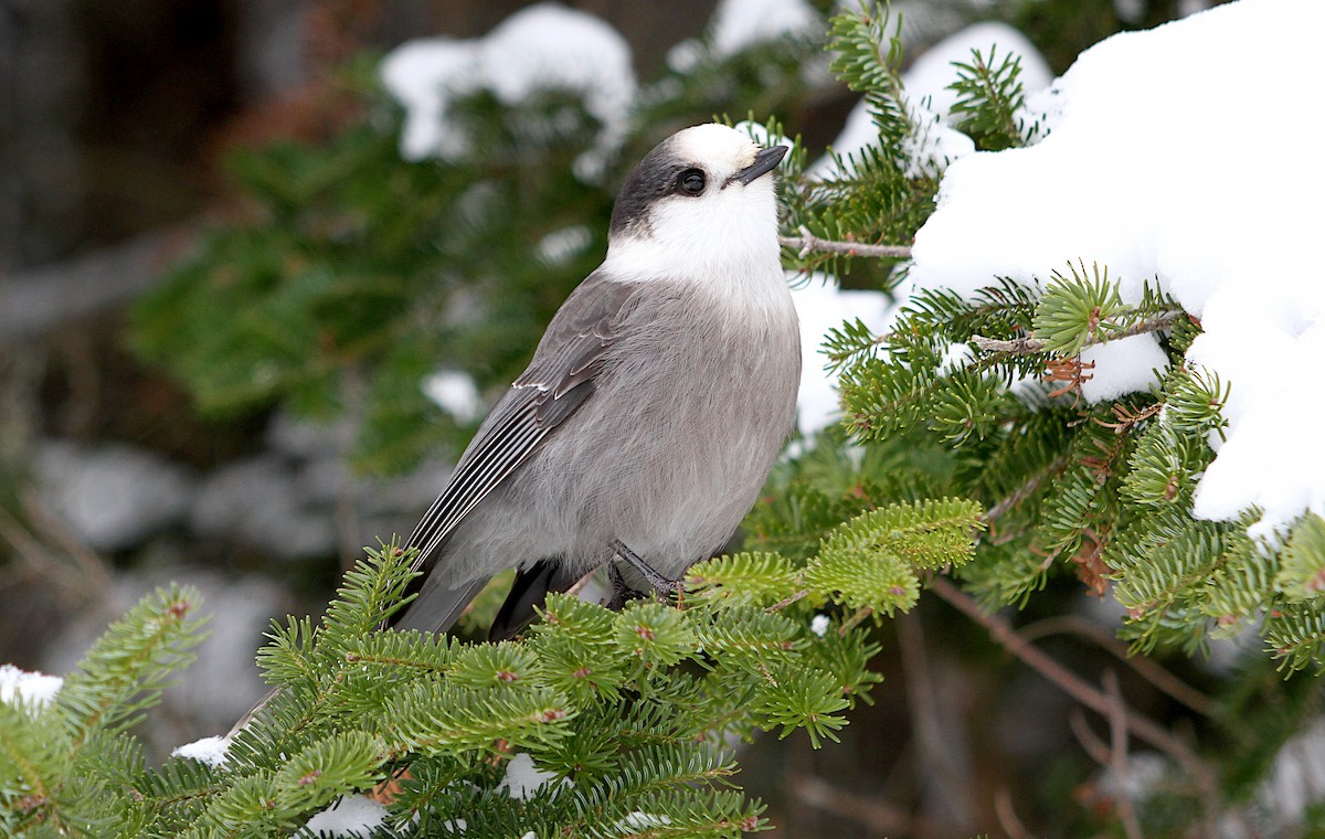 Canada Jay - ML647265897