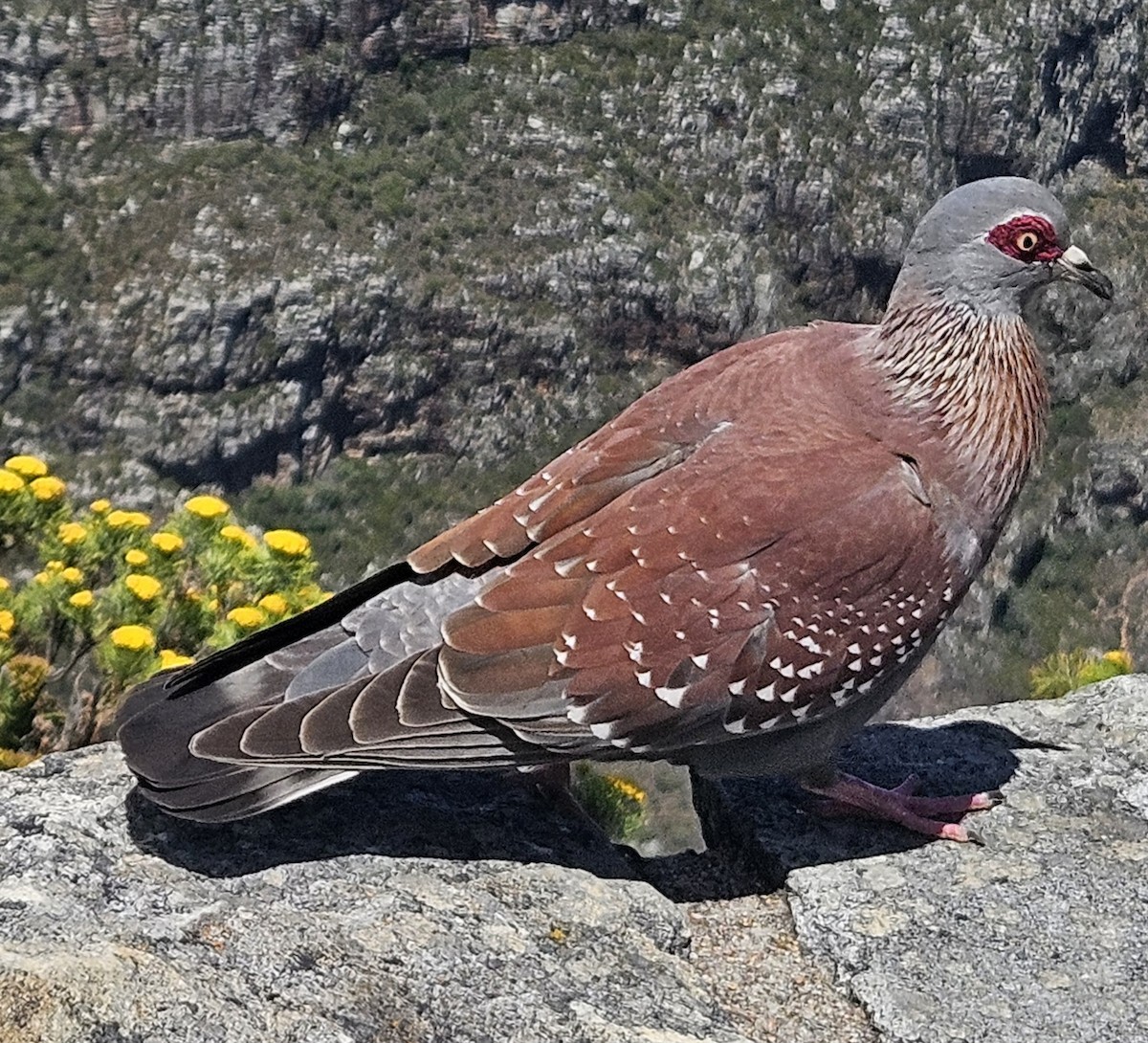 Speckled Pigeon - ML647265903
