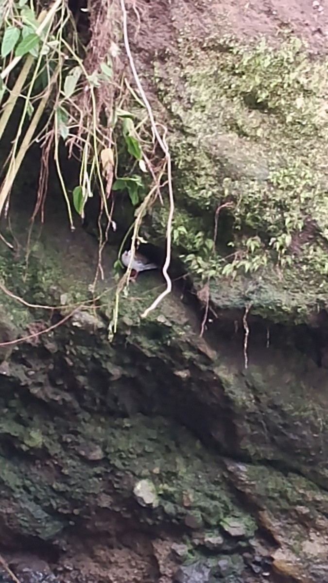 Torrent Duck - ML647265907