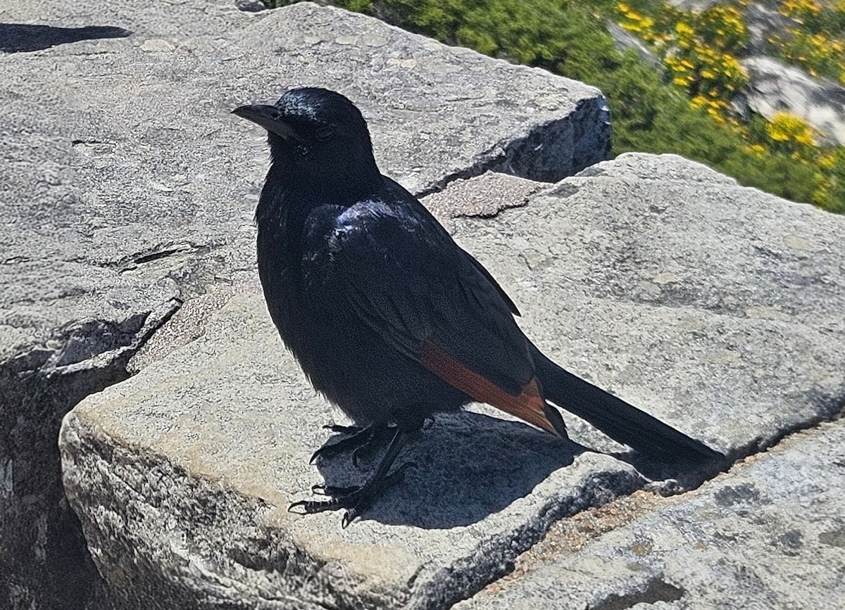 Red-winged Starling - ML647265908