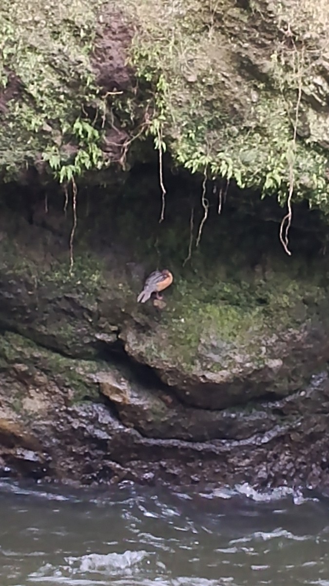 Torrent Duck - ML647265909