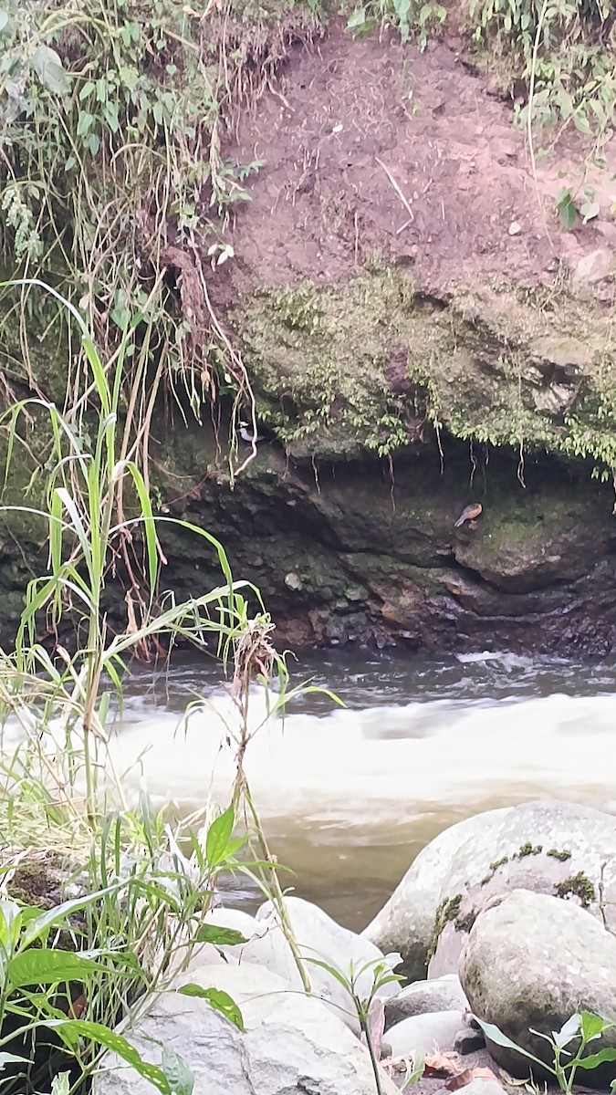 Torrent Duck - ML647265910