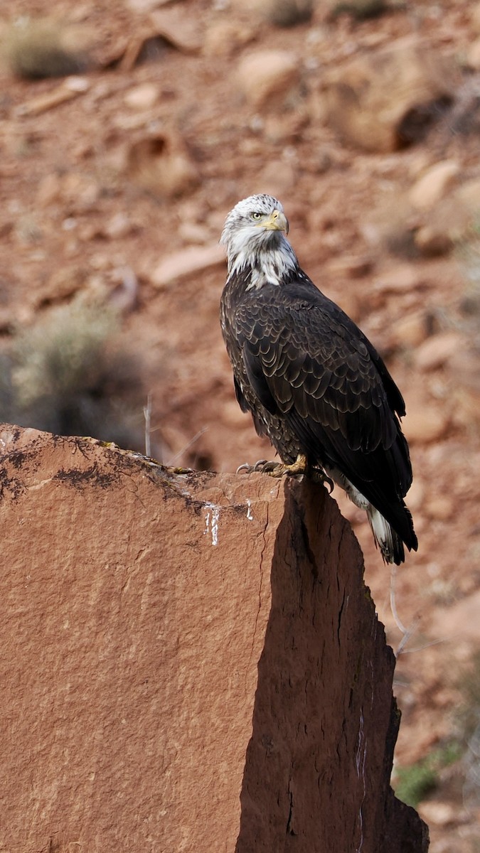 Bald Eagle - ML647265922