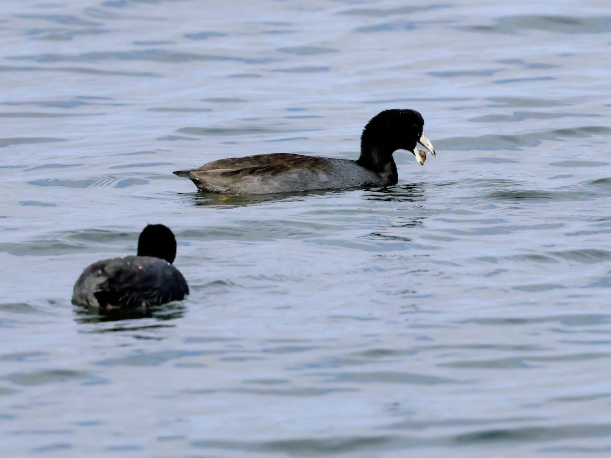 Focha Americana - ML647265925