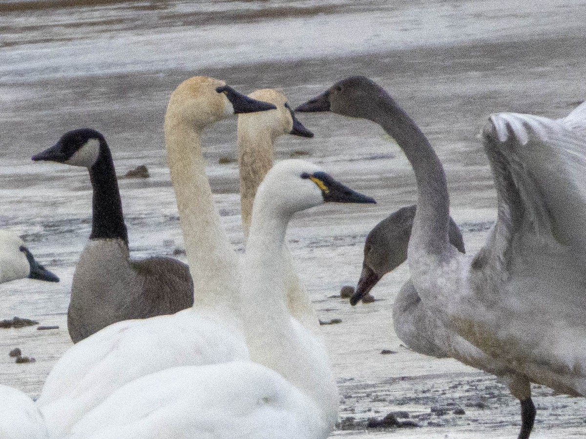 Tundra Swan - ML647265935