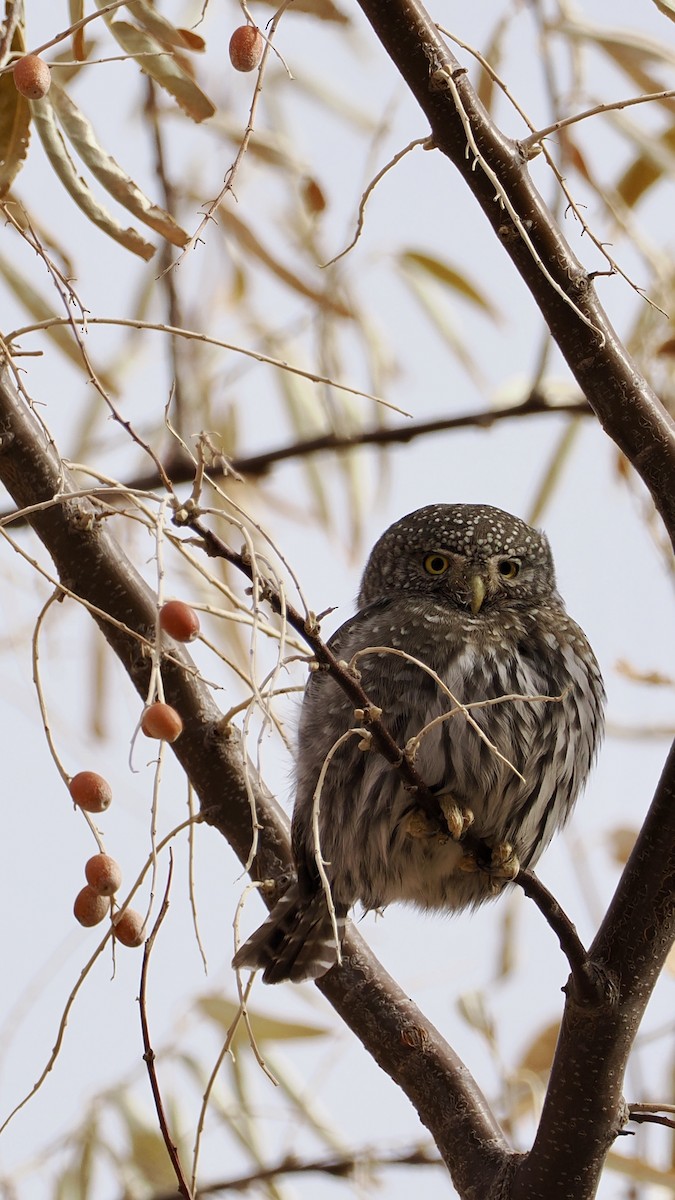Northern Pygmy-Owl - ML647265936