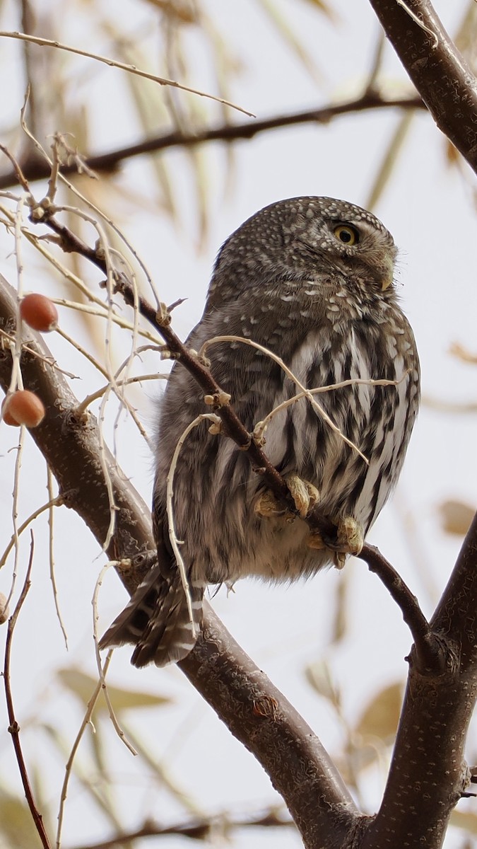 Northern Pygmy-Owl - ML647265937