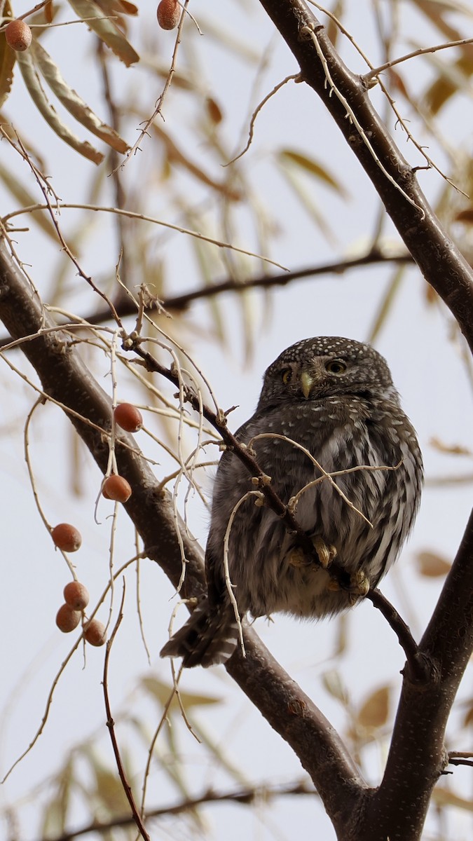 Northern Pygmy-Owl - ML647265938