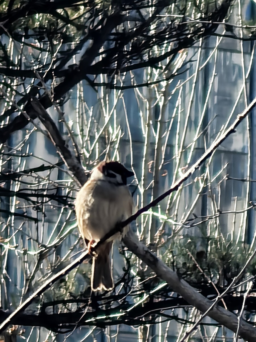 Passera mattugia - ML647265939