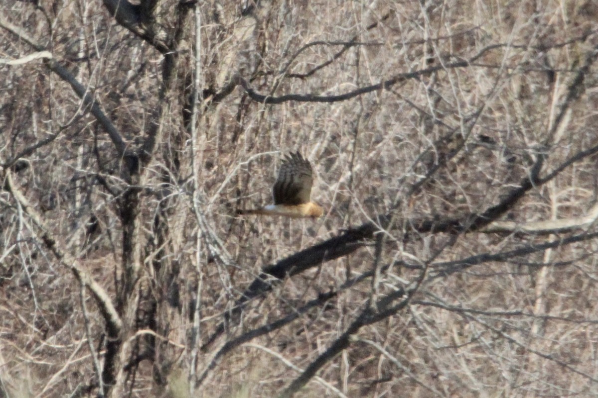 Northern Harrier - ML647265940