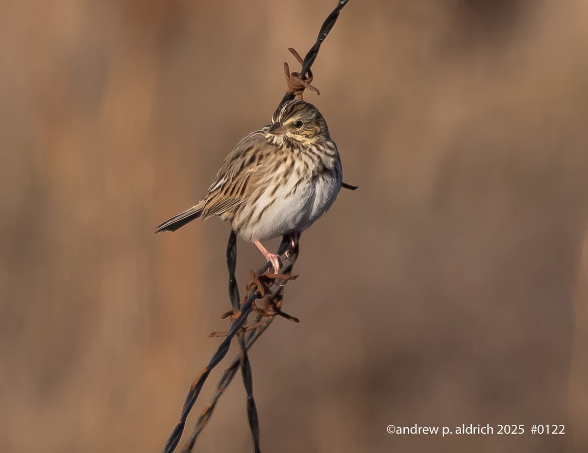 Пасовник савановий - ML647265941